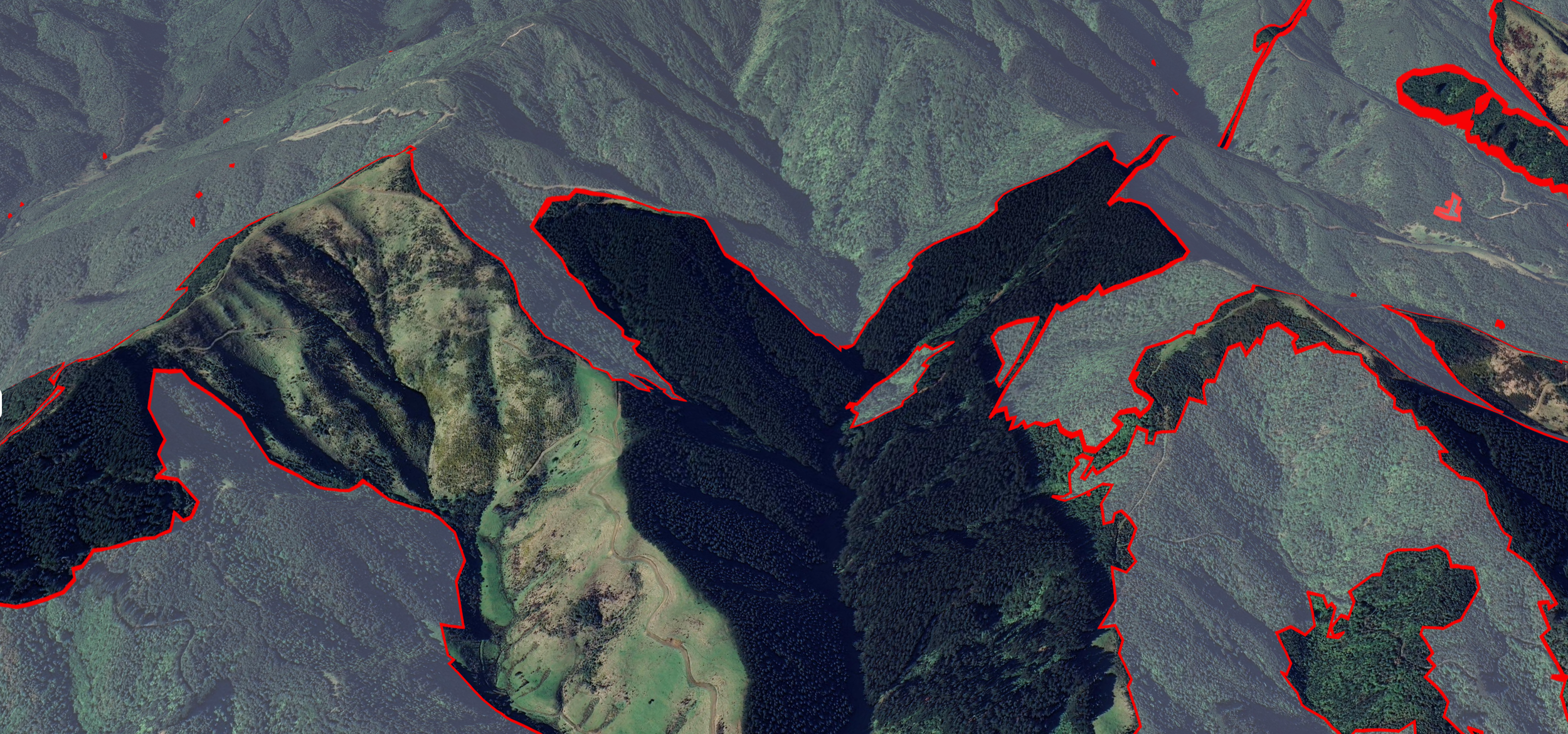 Observer native forest.png