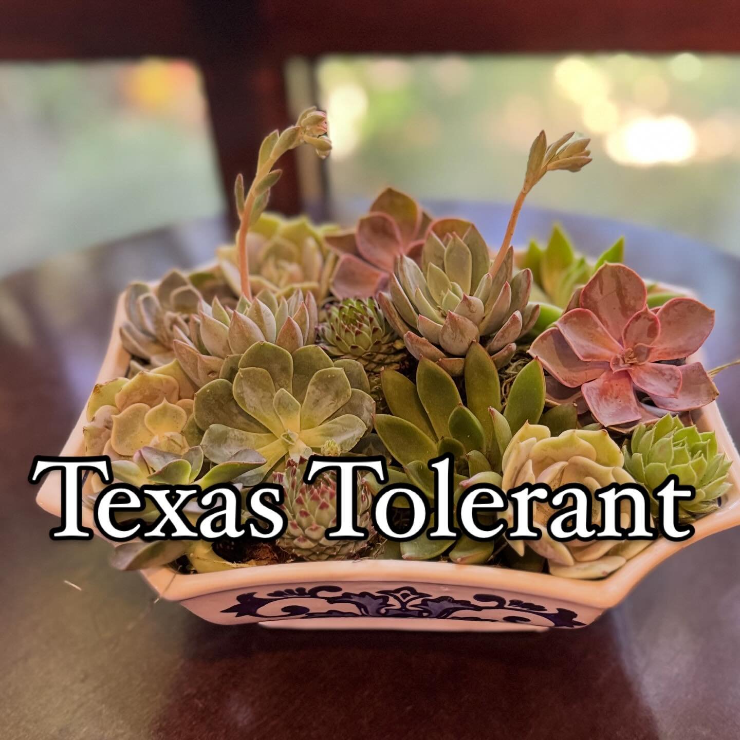 Looking for Texas tolerant summer plant, succulents are beautiful and interesting; even more they are Texas summer tolerant!