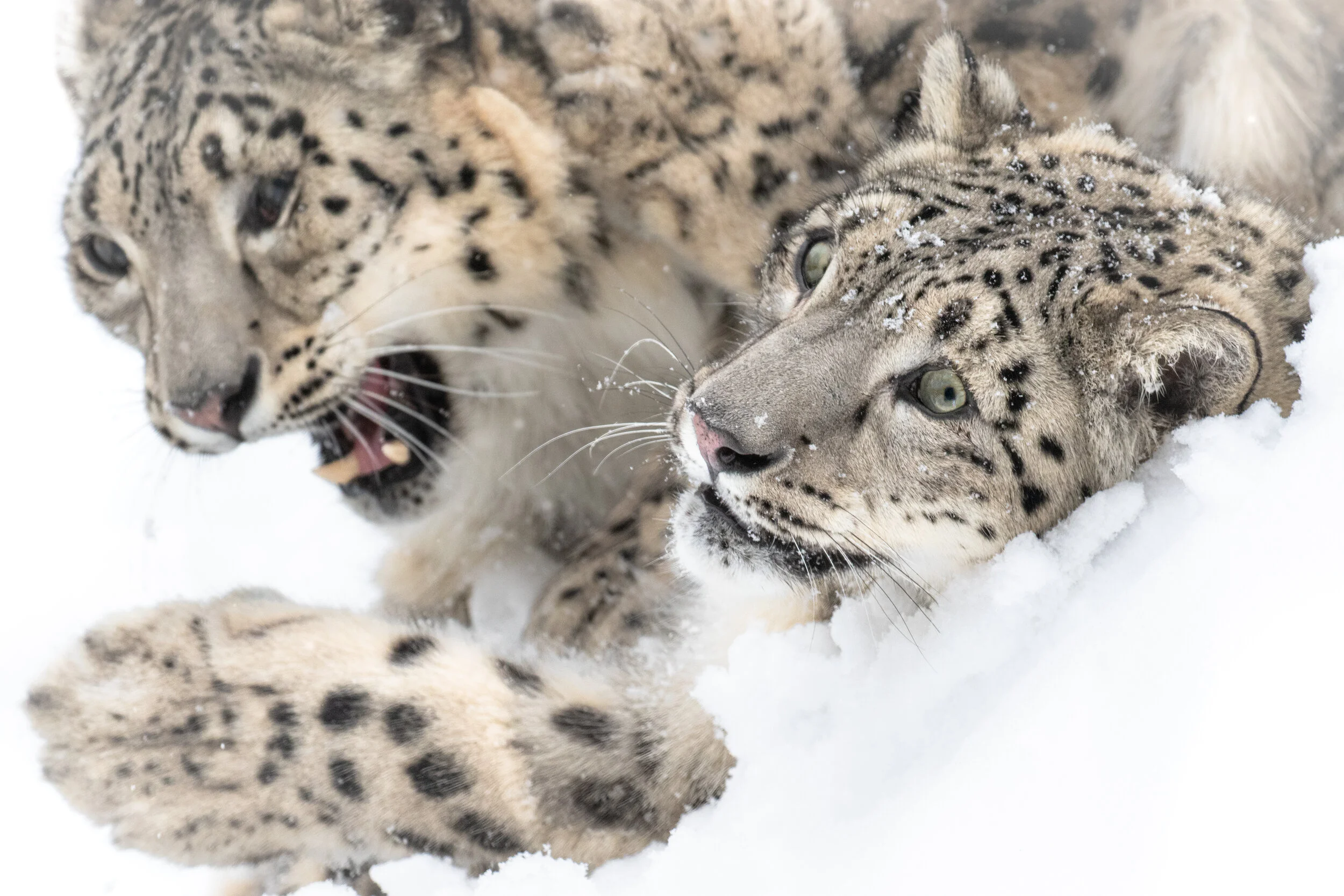 EOS 7D Mark II_0823-Edit.jpg