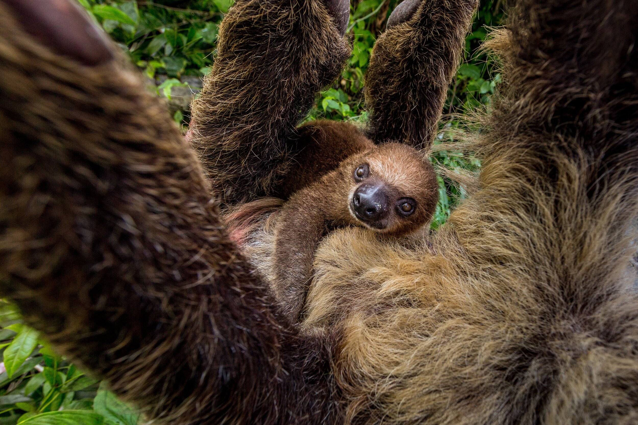 20160811Rainforest3.JPG