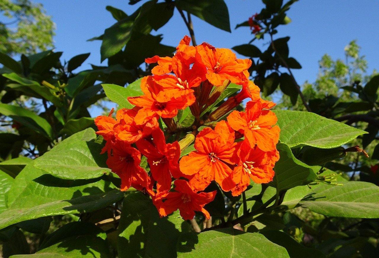 The Geiger Tree/Cordia Sebestena