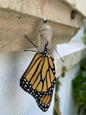 monarch.jpeg