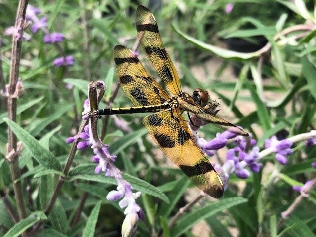 dragonfly.jpeg