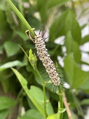 white catepillar.jpeg