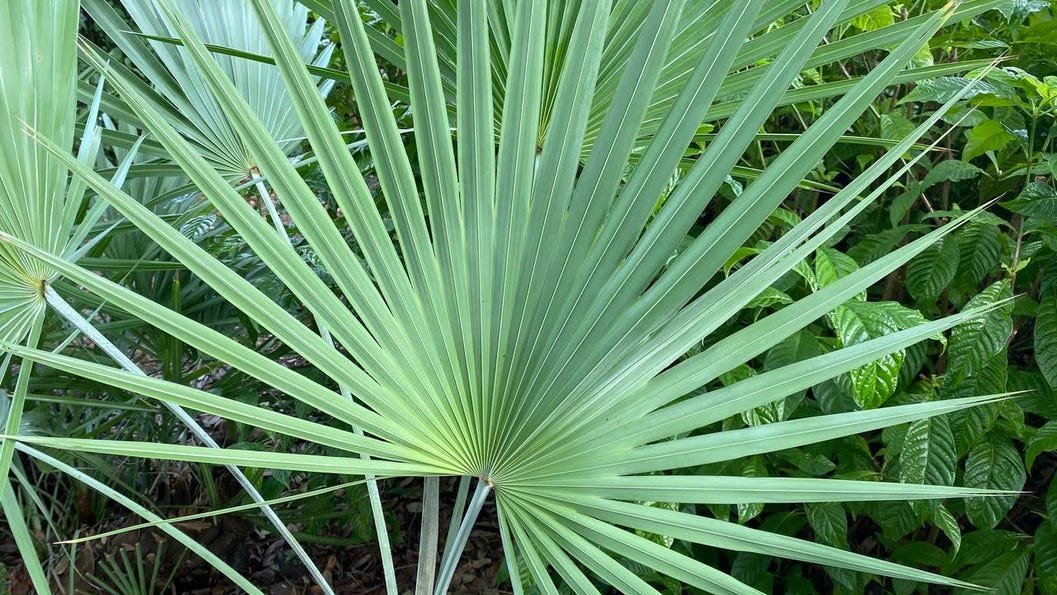 2.29.20 Saw Palmetto.jpeg