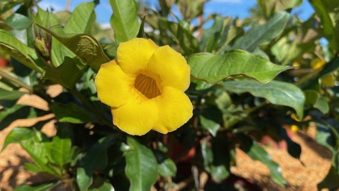 Wild allamanda.jpeg
