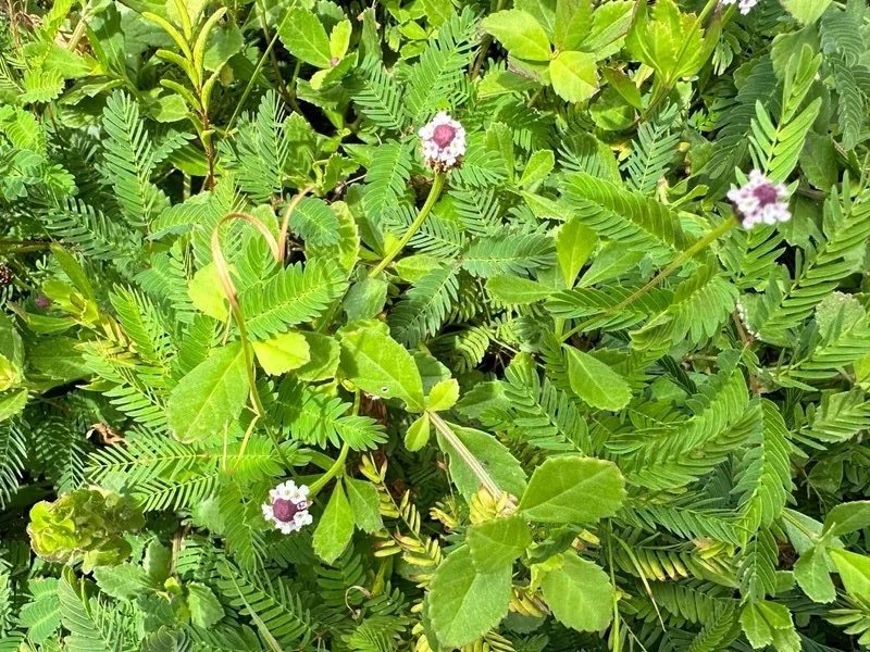 Good native ground carpets are better for soil, climate