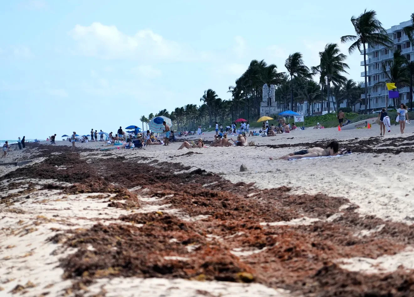 Beach-clogging sargassum doesn't have to go to landfills. It can enrich soils