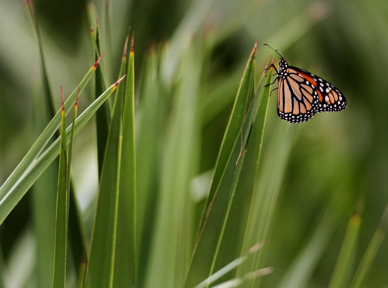 Monarch butterfly gently rests on a large piece of native Florida grass.