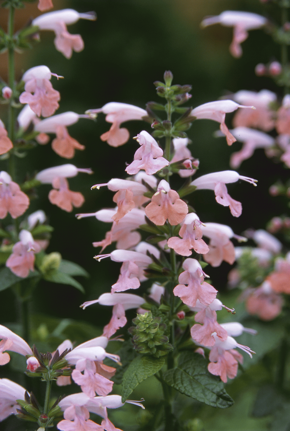Native Tropical Sage/Salvia Coccinea