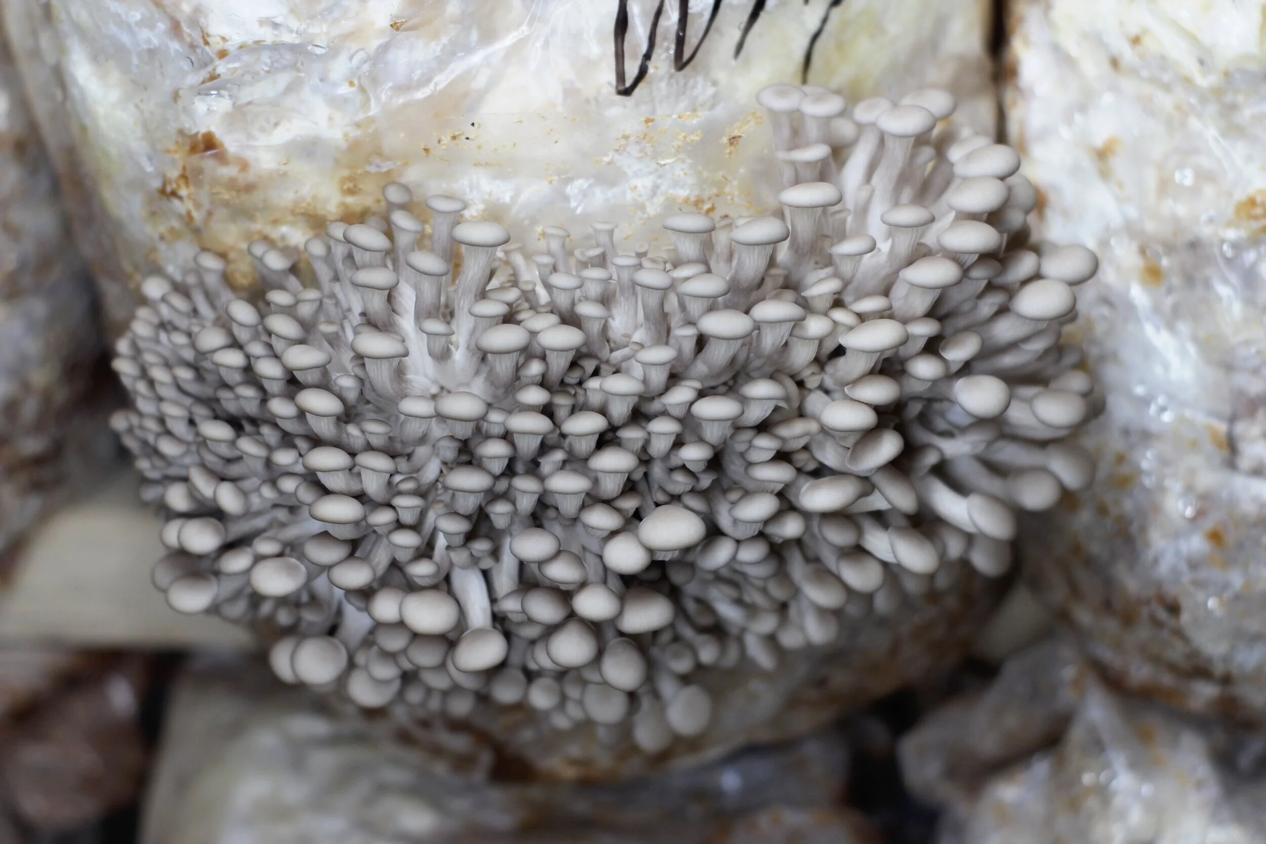 The Mushroom Shop LLC