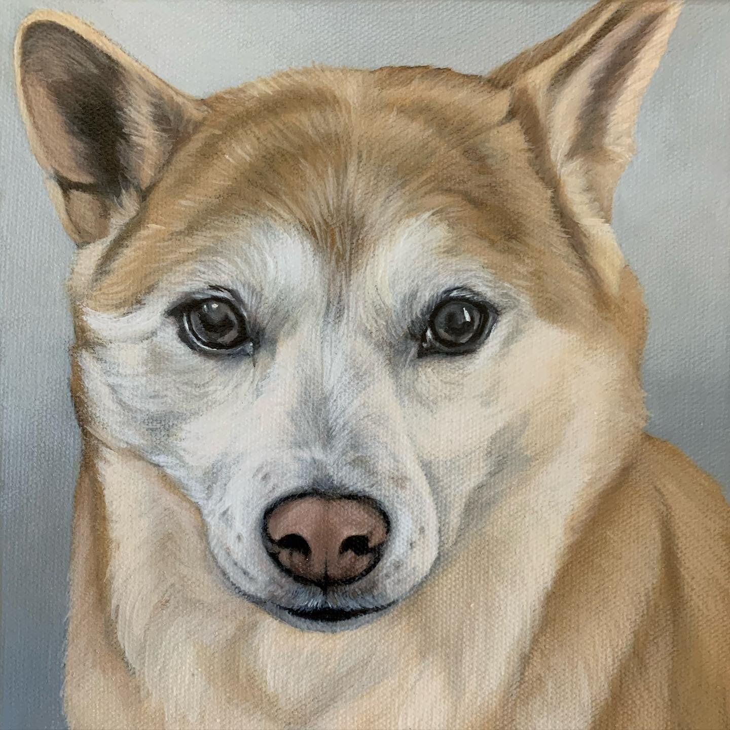 Catching up! Here is one of Foxy! Friends and the creator of my webpage, @tor_wit was gifted with a portrait from her mom-in-law to the newly weds. I hope you guys love it!

#firstchristmasmarried #petportrait #uniquegifts #shibainu #shibastagram #sh