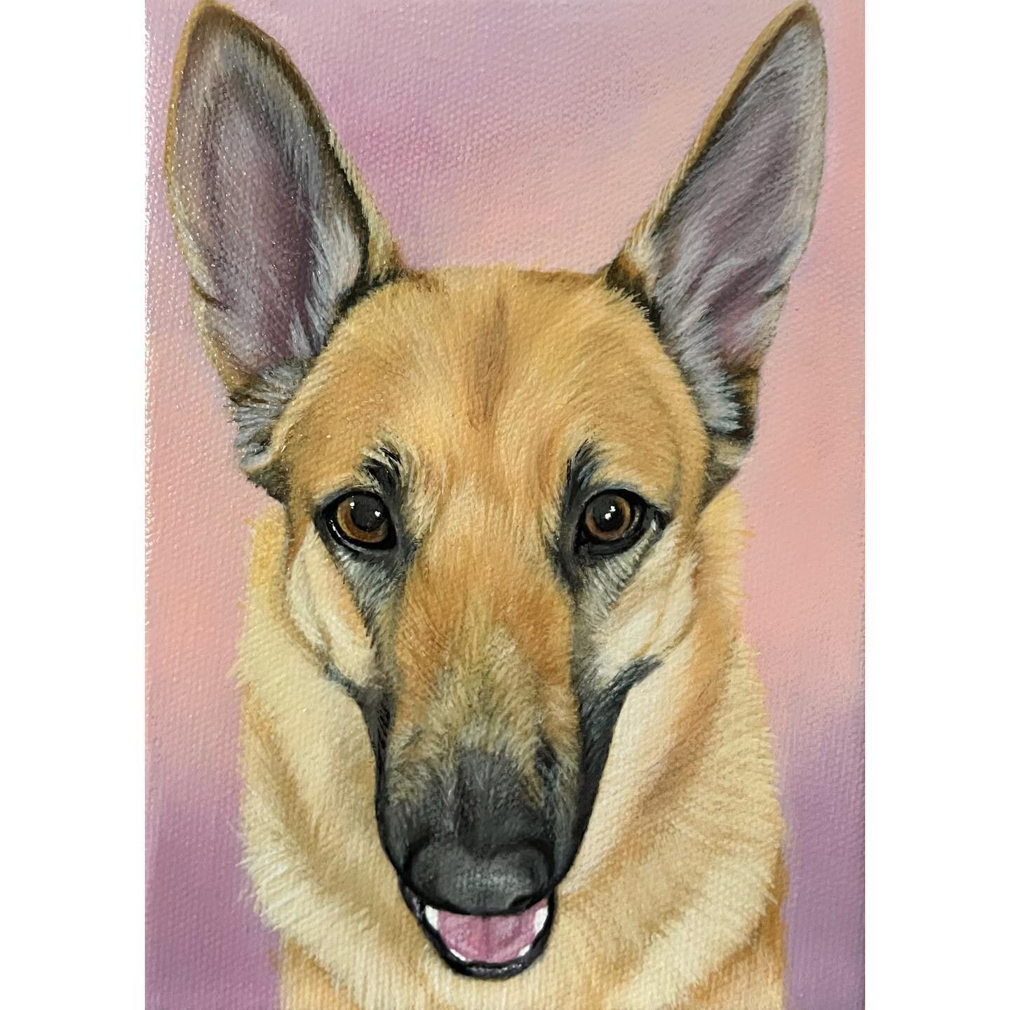 🌸 Aspen 🌸 
A gifted portrait for a hurting friend. When we lost Olivia, I had friends bring us flowers, cookies, a thoughtful note with her name on a stone. Wow, that deeply mattered to us. LISTEN to the nudge. 😘

#lovedogs #shepherd #germanshephe