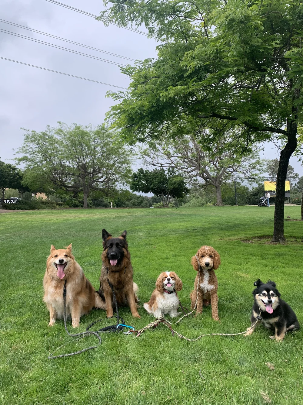 Scott Clark Dog Training Orange County CA Dog Trainer