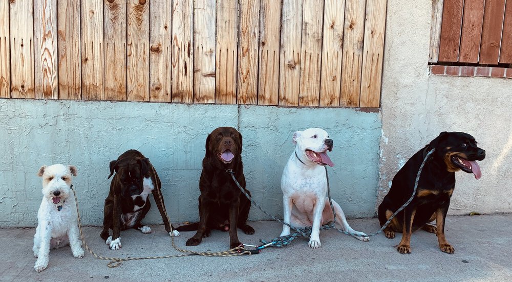 Scott Clark Dog Training Orange County CA Dog Trainer