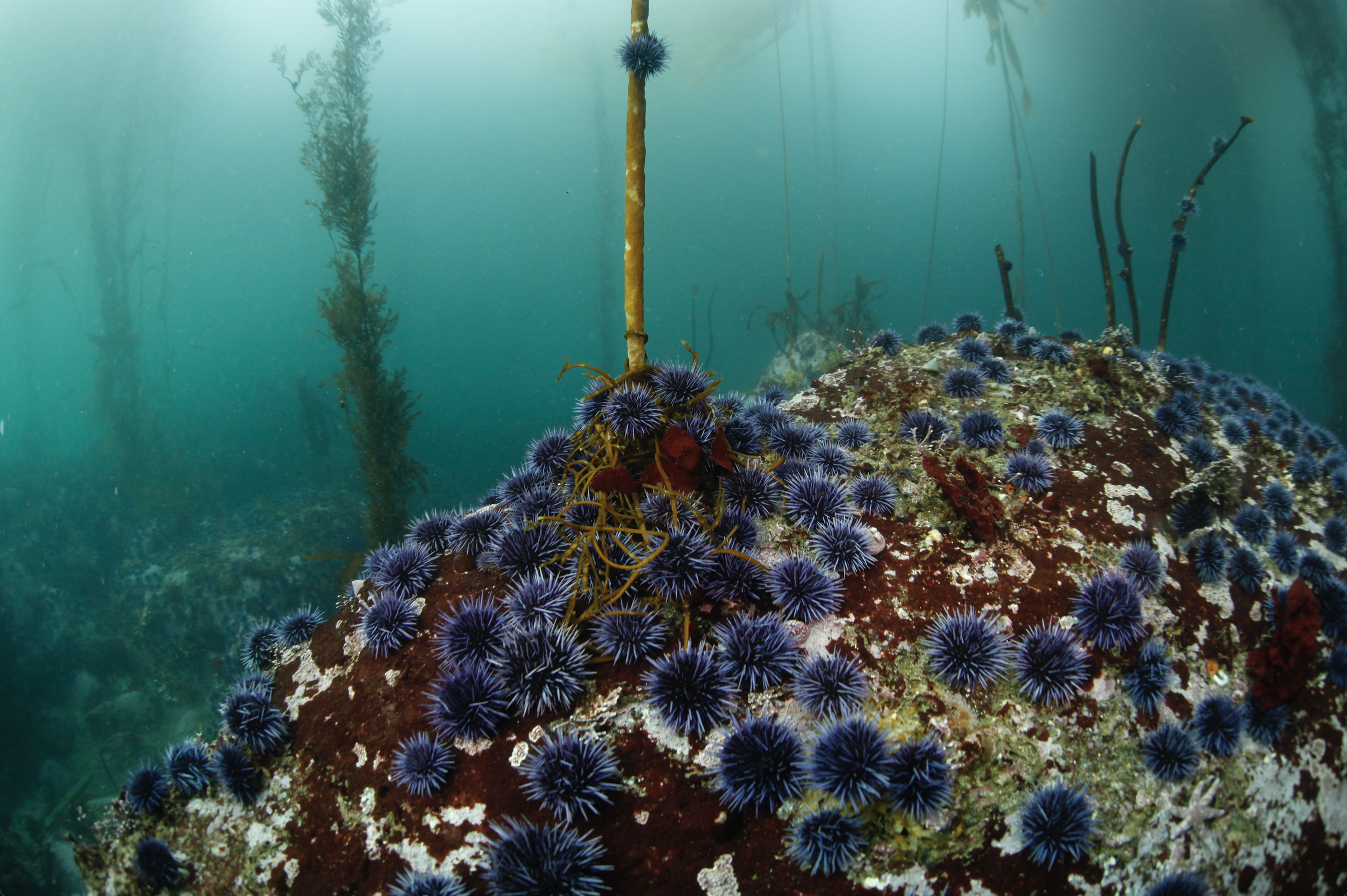 ...driving the kelp forests to the ground, one stipe at a time...