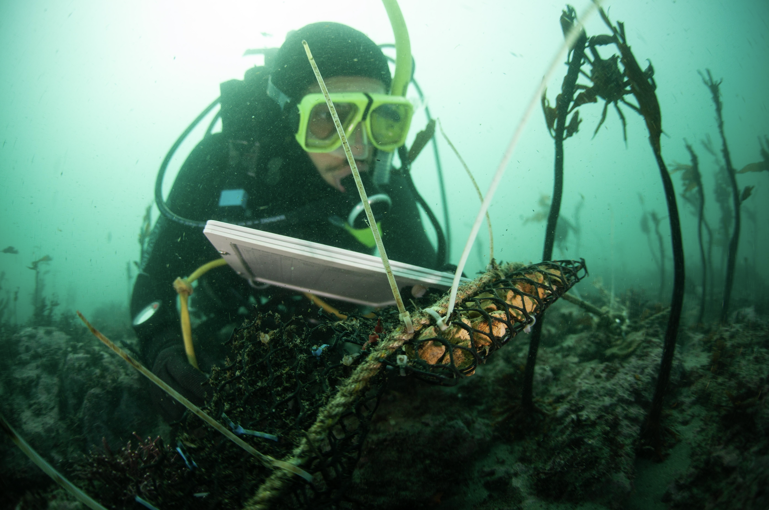 ...but scientists are learning how to regrow kelp...