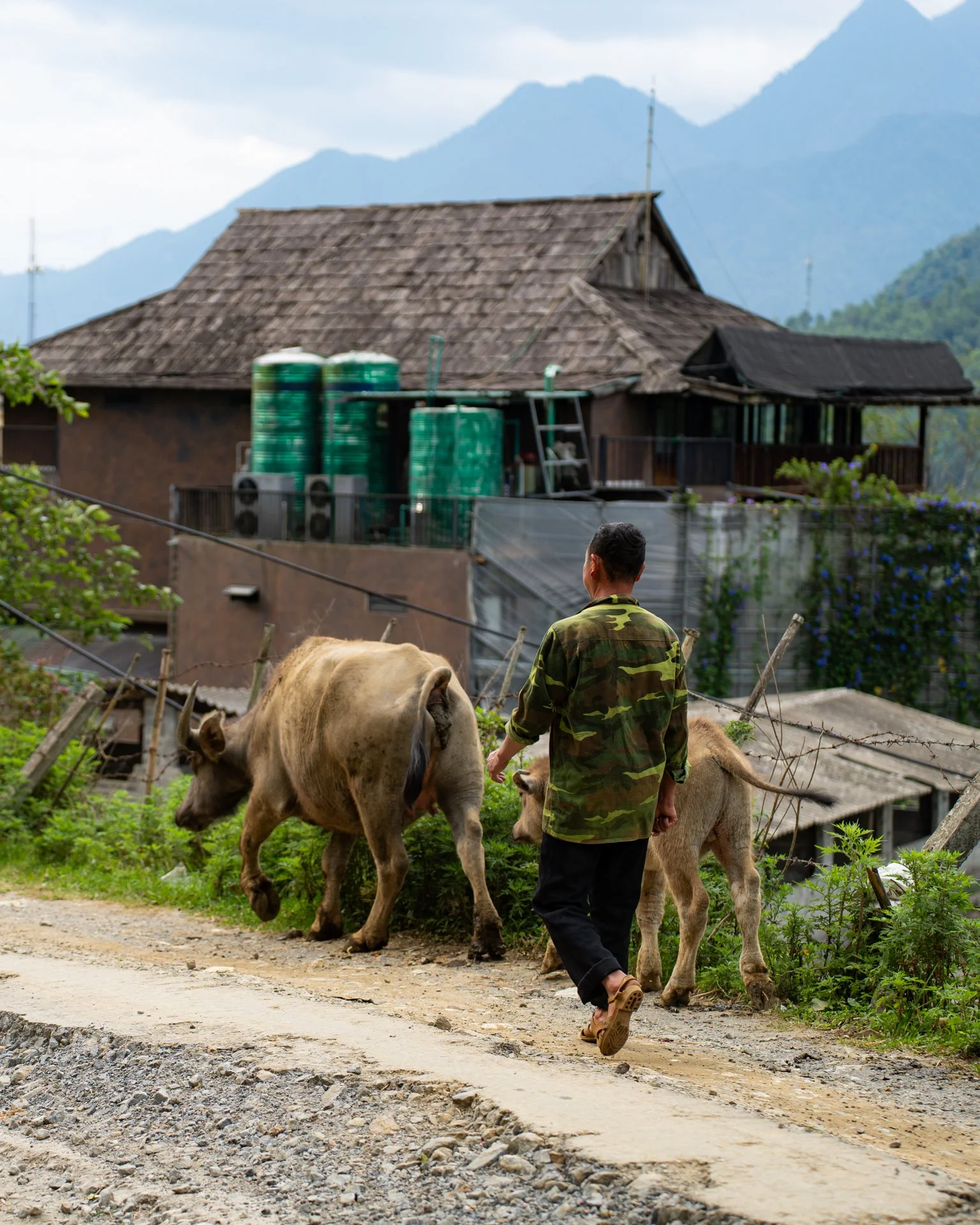 Buffalo moving between paddies