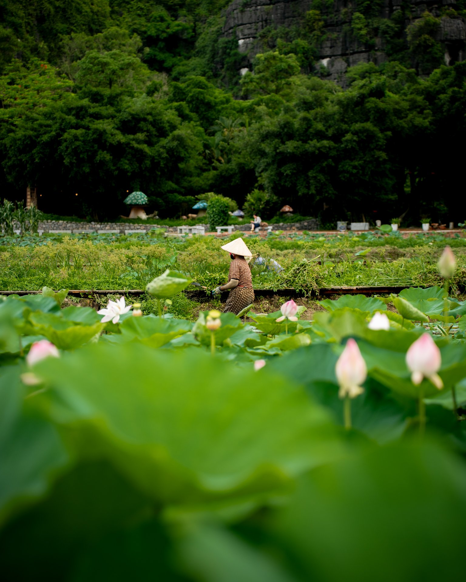 Lotus season in Ninh Binh