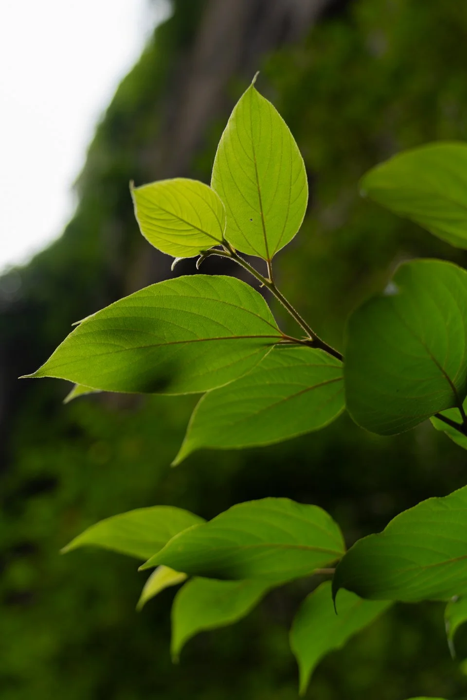 drivinginchinablog-11.jpg
