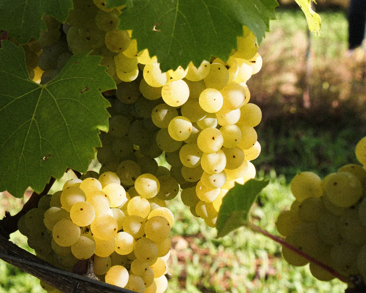 Penn-croft-vineyard
