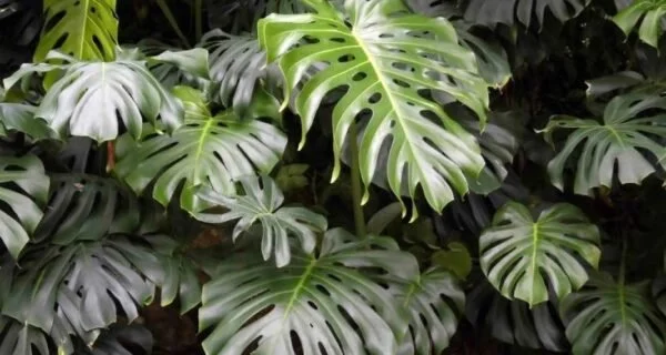 The-living-rainforest
