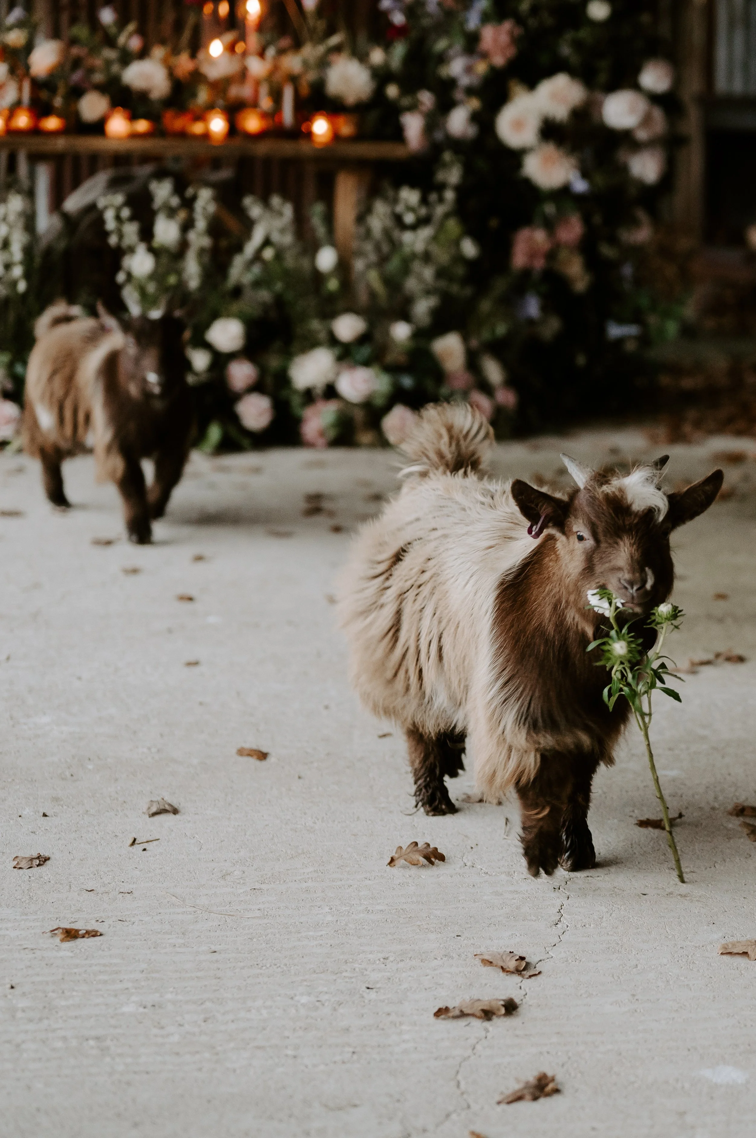 Silchesterfarm_Nov0399.jpg