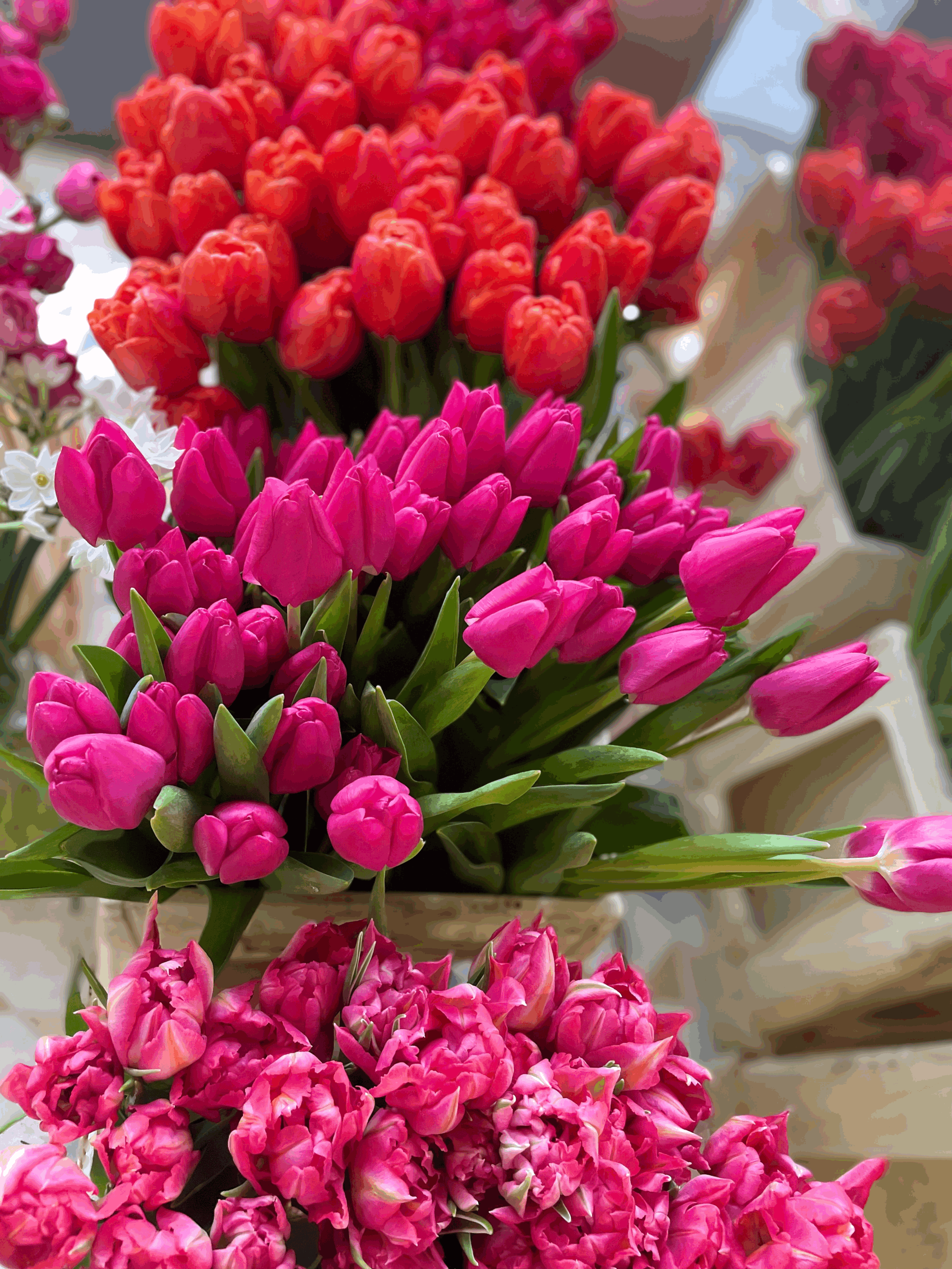 British grown tulips in bright colours for Mother's Day Flowers in York