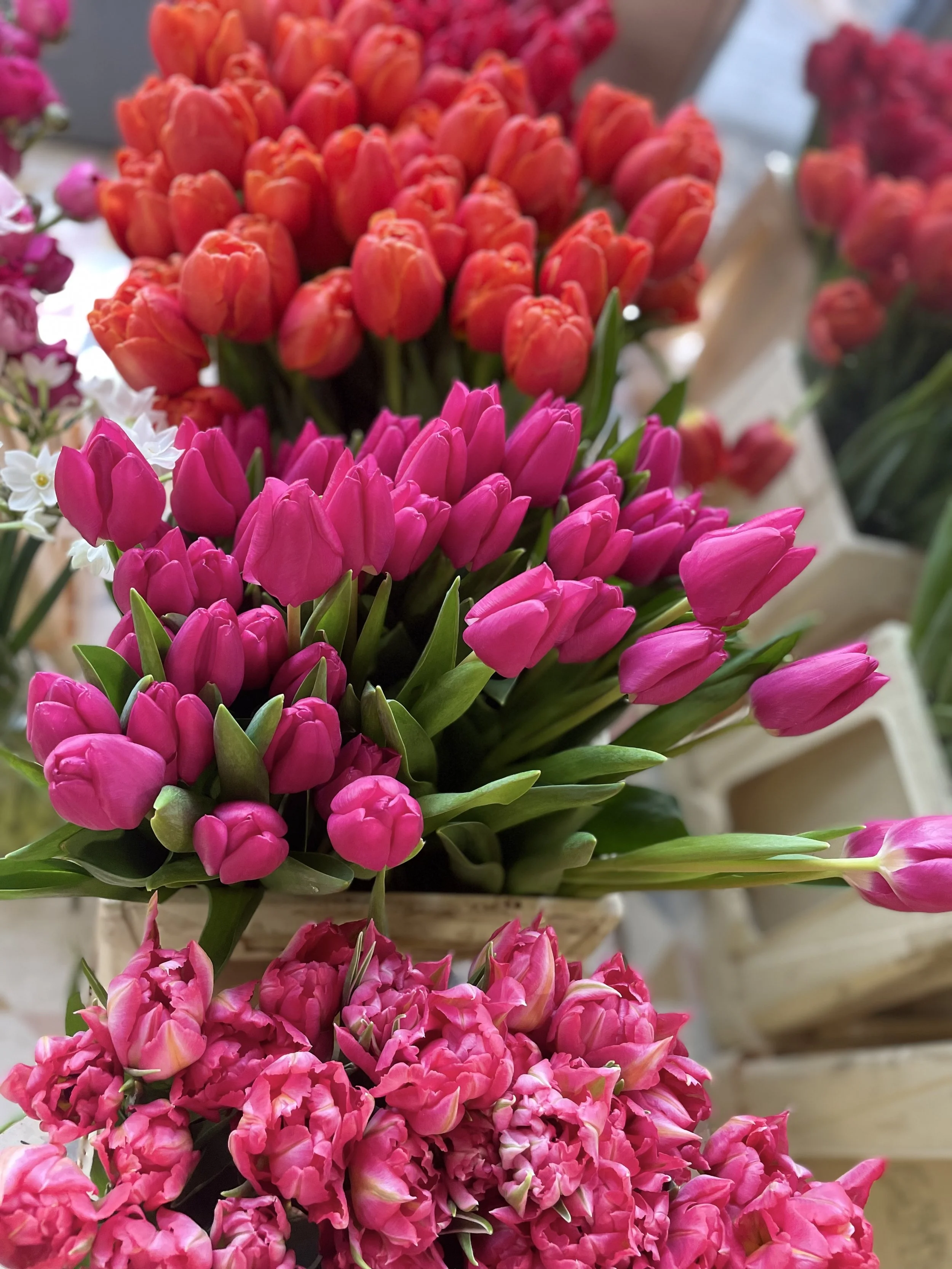 British grown tulips for valentines flowers delivered to York and surrounding areas