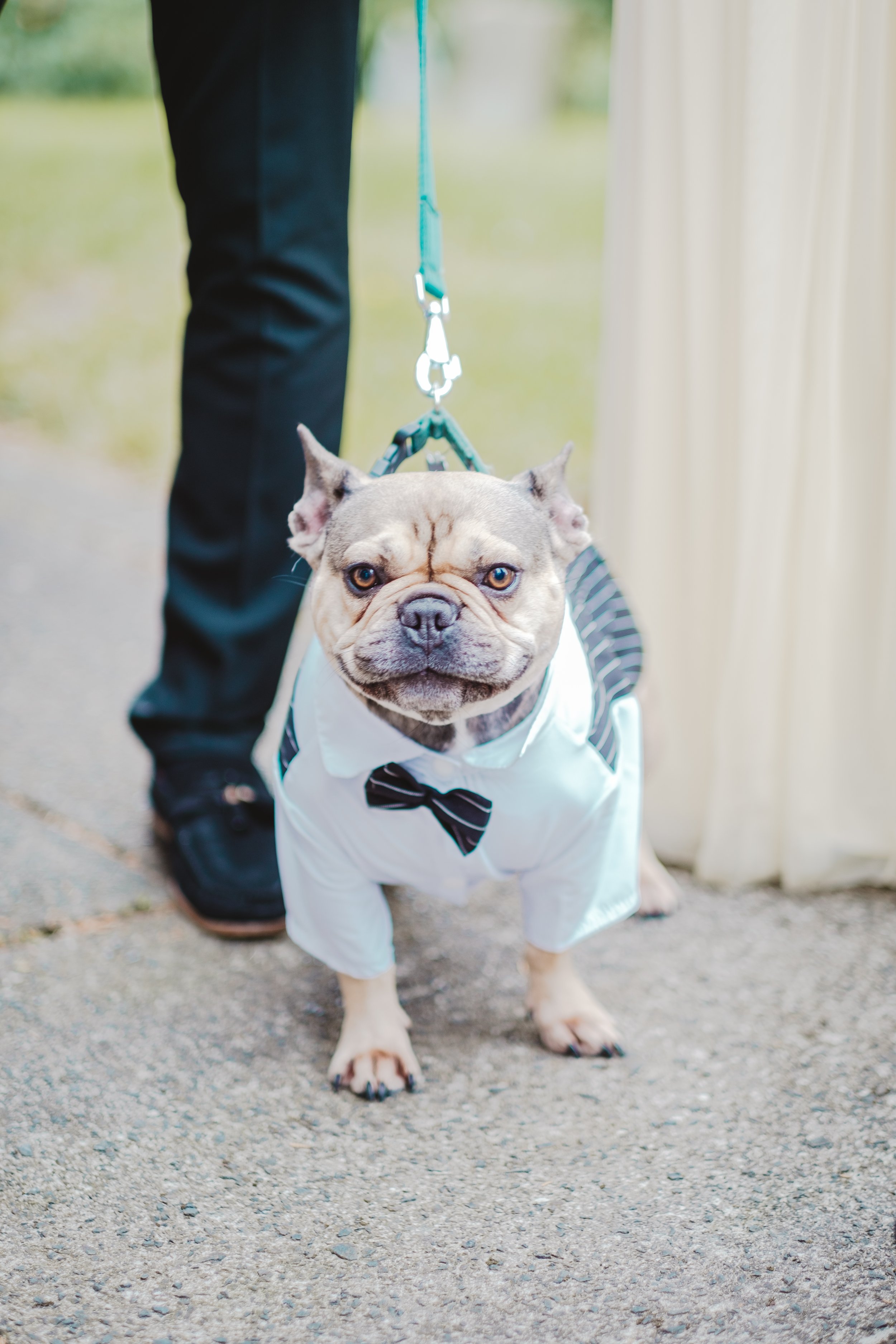 Dex - Sarah and Rob's french bulldog -  in his bow tie.