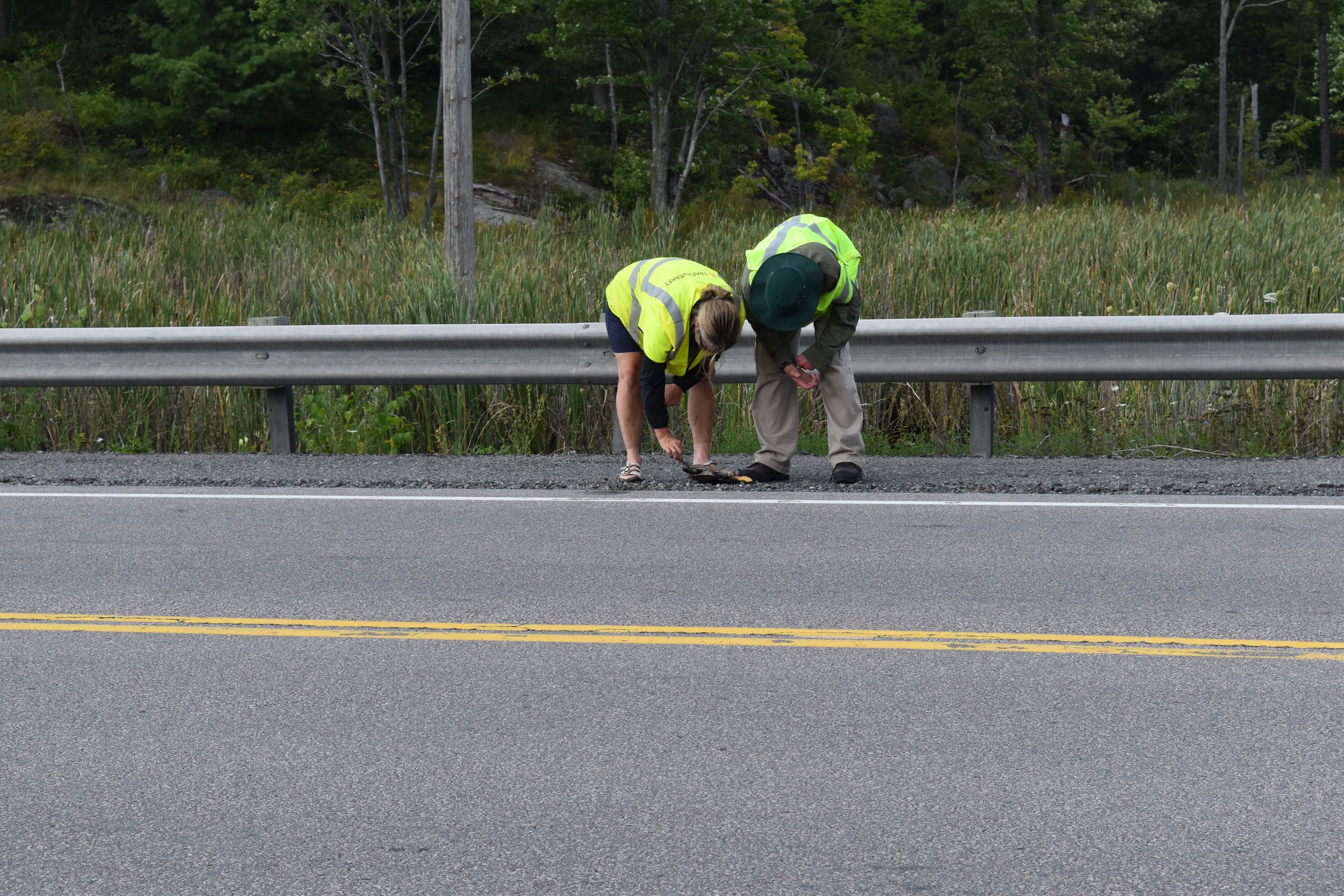 Both inspecting Blandings Turtle.jpg