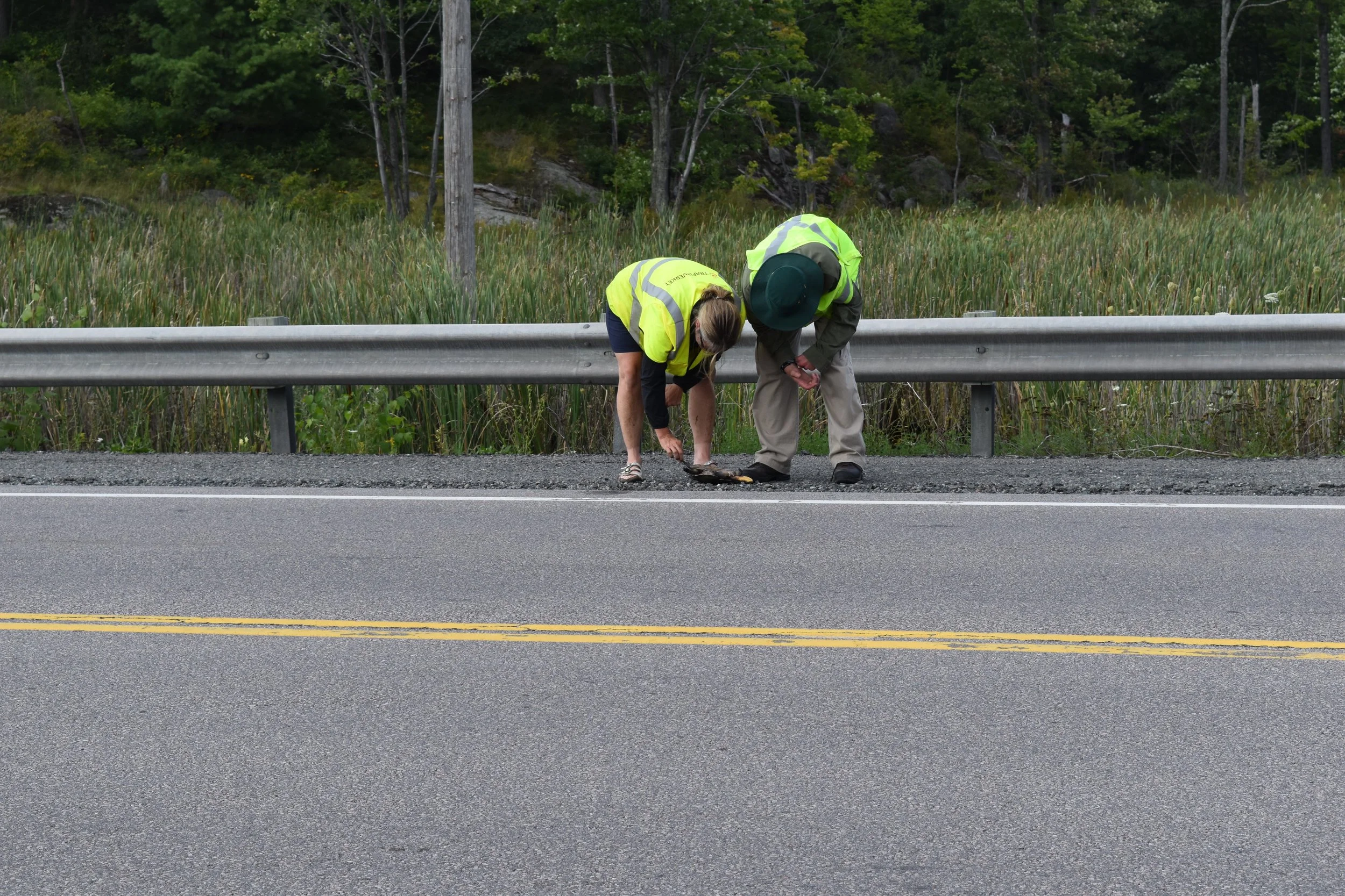 Two people in reflective safety vests bending over on the shoulder of a road, examining a patch of black substance, with a metal guardrail and a grassy area with trees in the background.