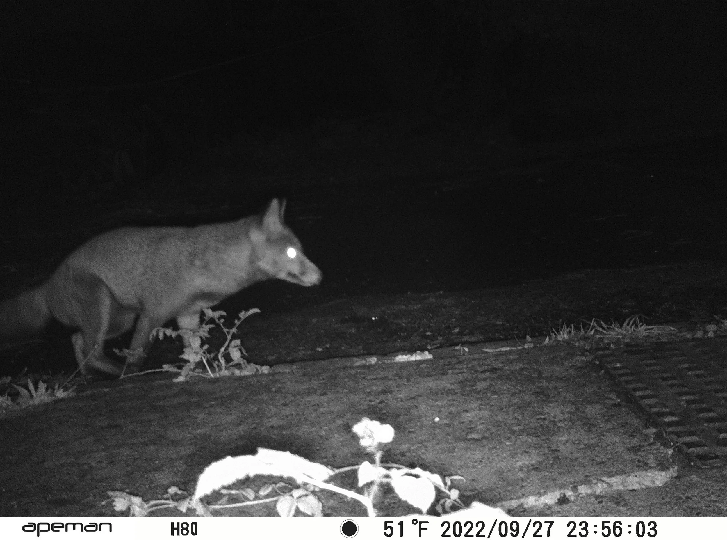 Fox-wildlife-crossing-trail-camera.JPG