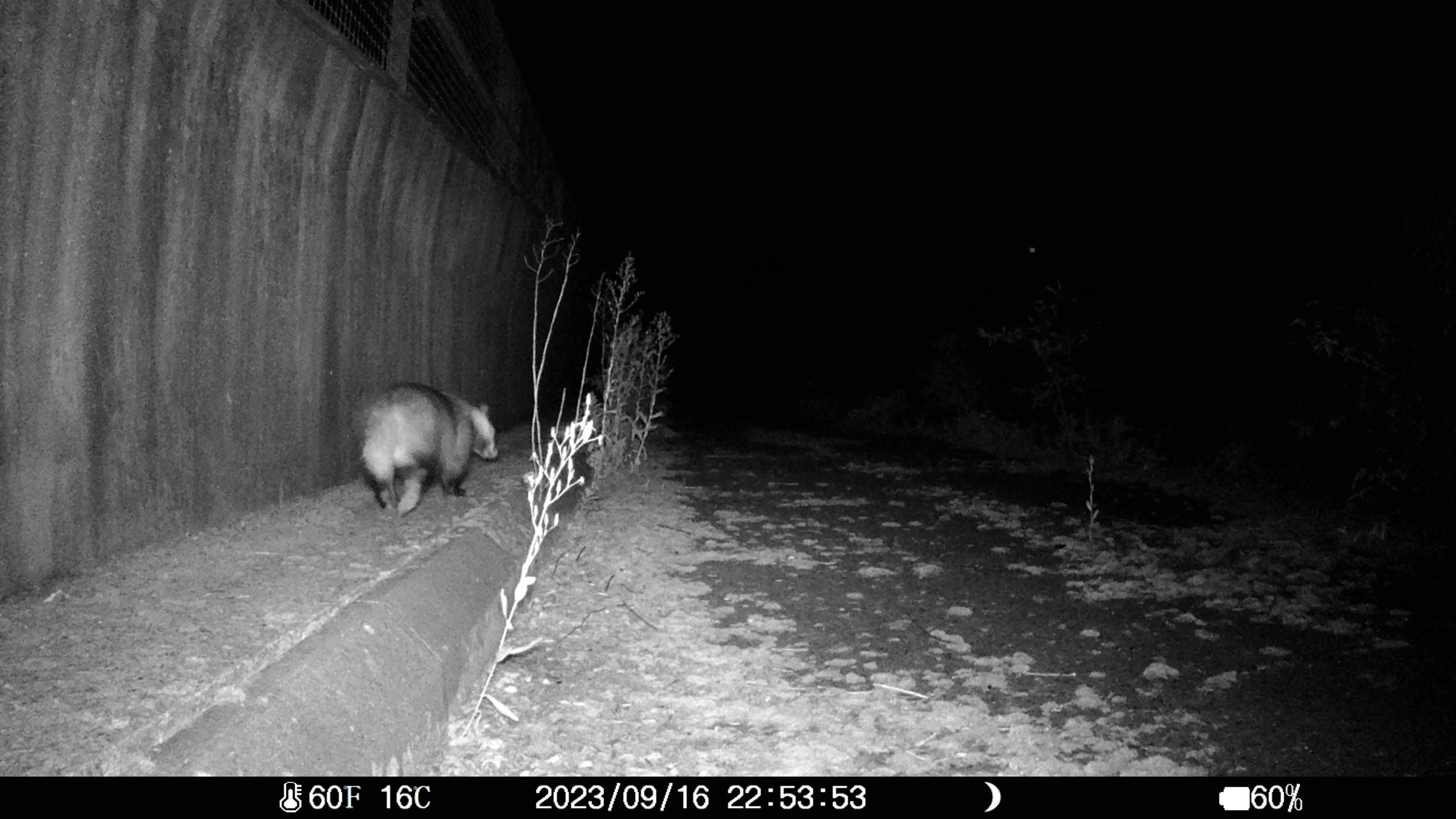 Badger-wildlife-crossing-trail-camera.JPG
