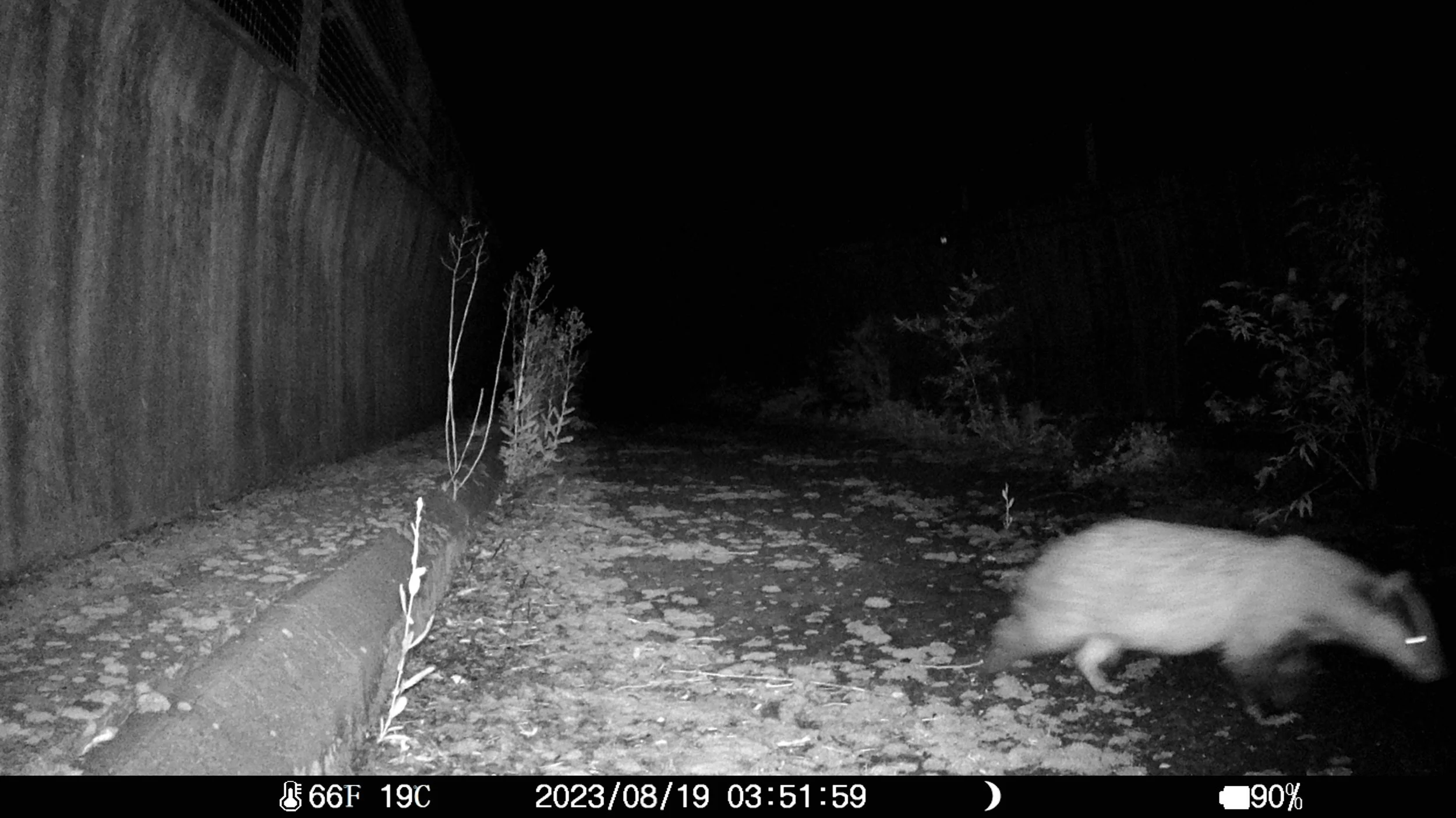 Badger-wildlife-crossing-trail-camera.JPG