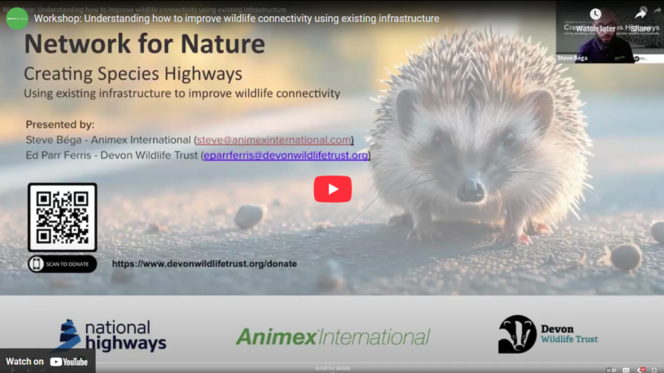 Network-For-Nature-Animex-Youtube.png