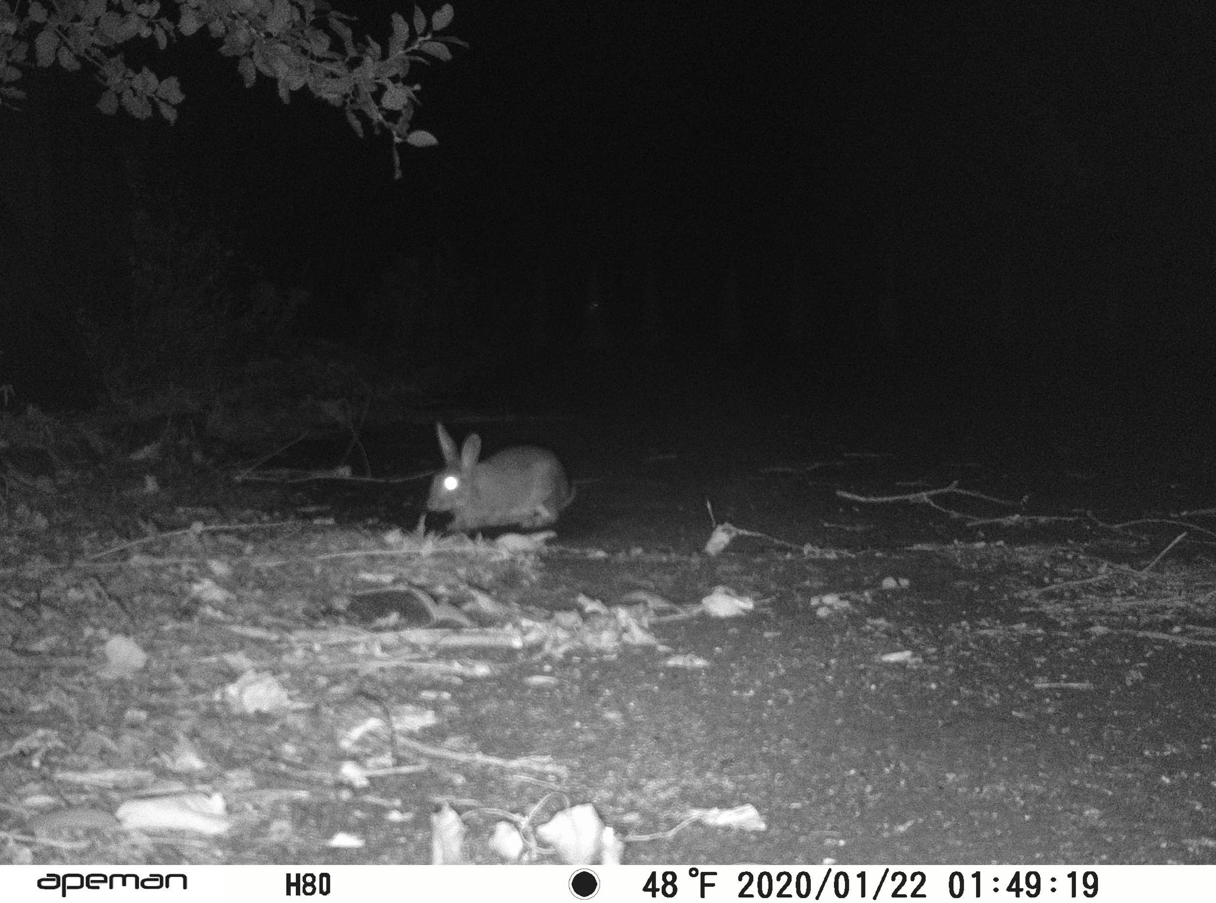 Rabbit-wildlife-crossing-trail-camera.JPG