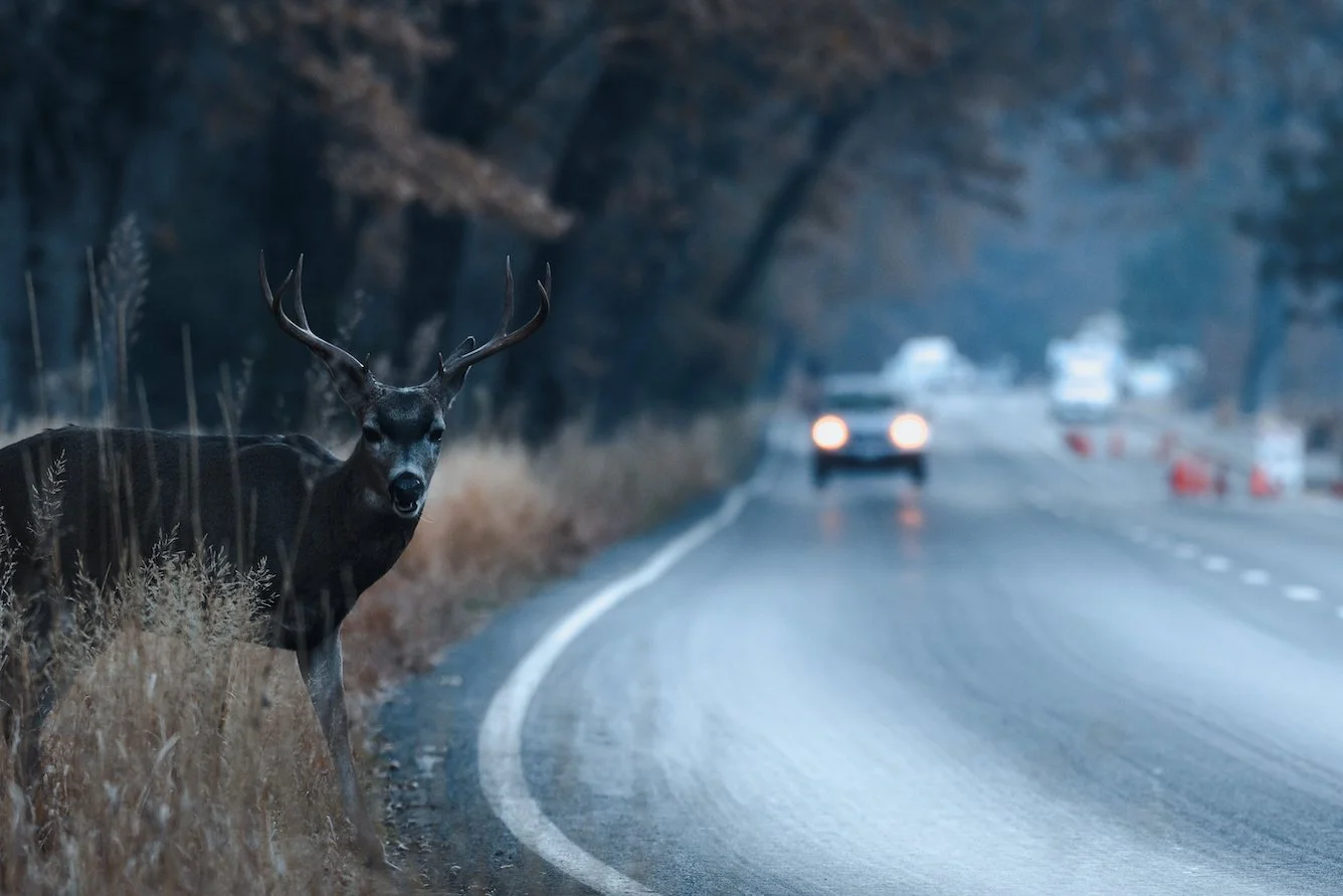 A deer standing on the side of a curved road at dusk, with car headlights approaching and traffic cones on the road.