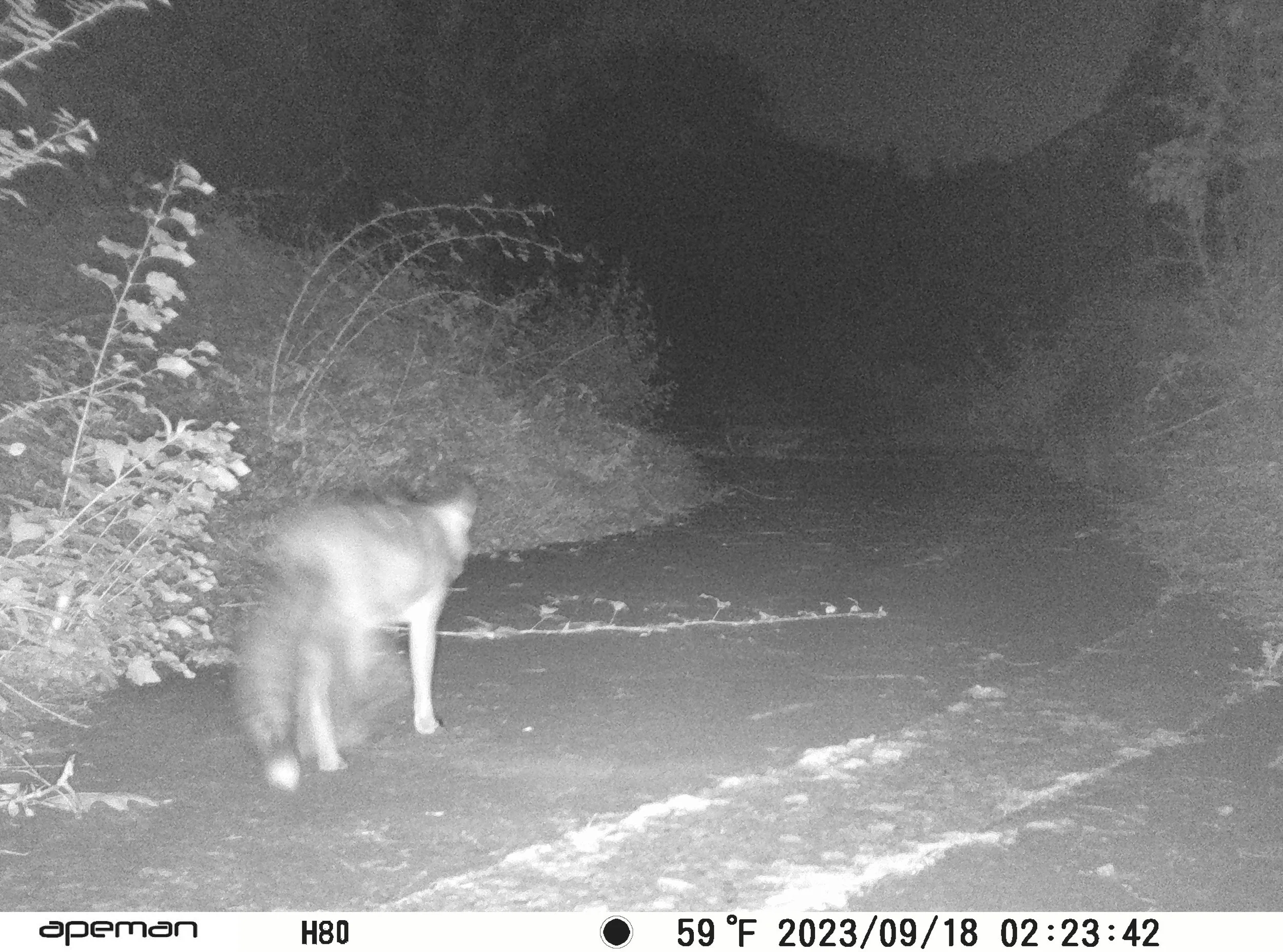 Fox-wildlife-crossing-trail-camera.JPG