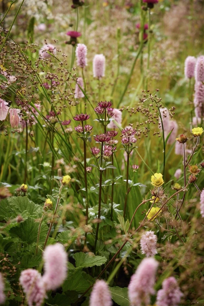 Carey Garden Design_T1_8933 Large.jpeg