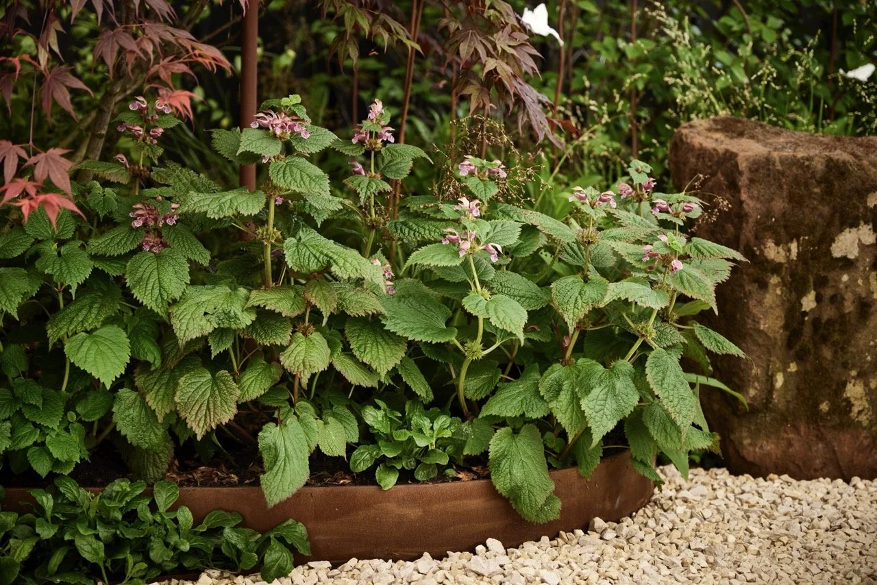 Carey Garden Design_T2_8916 Large.jpeg