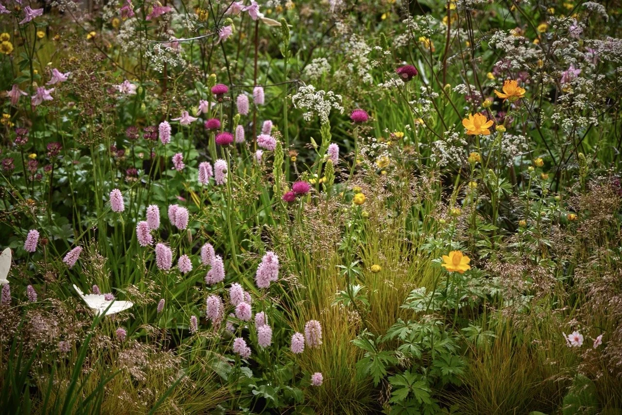 Carey Garden Design_T2_8966 Large.jpeg