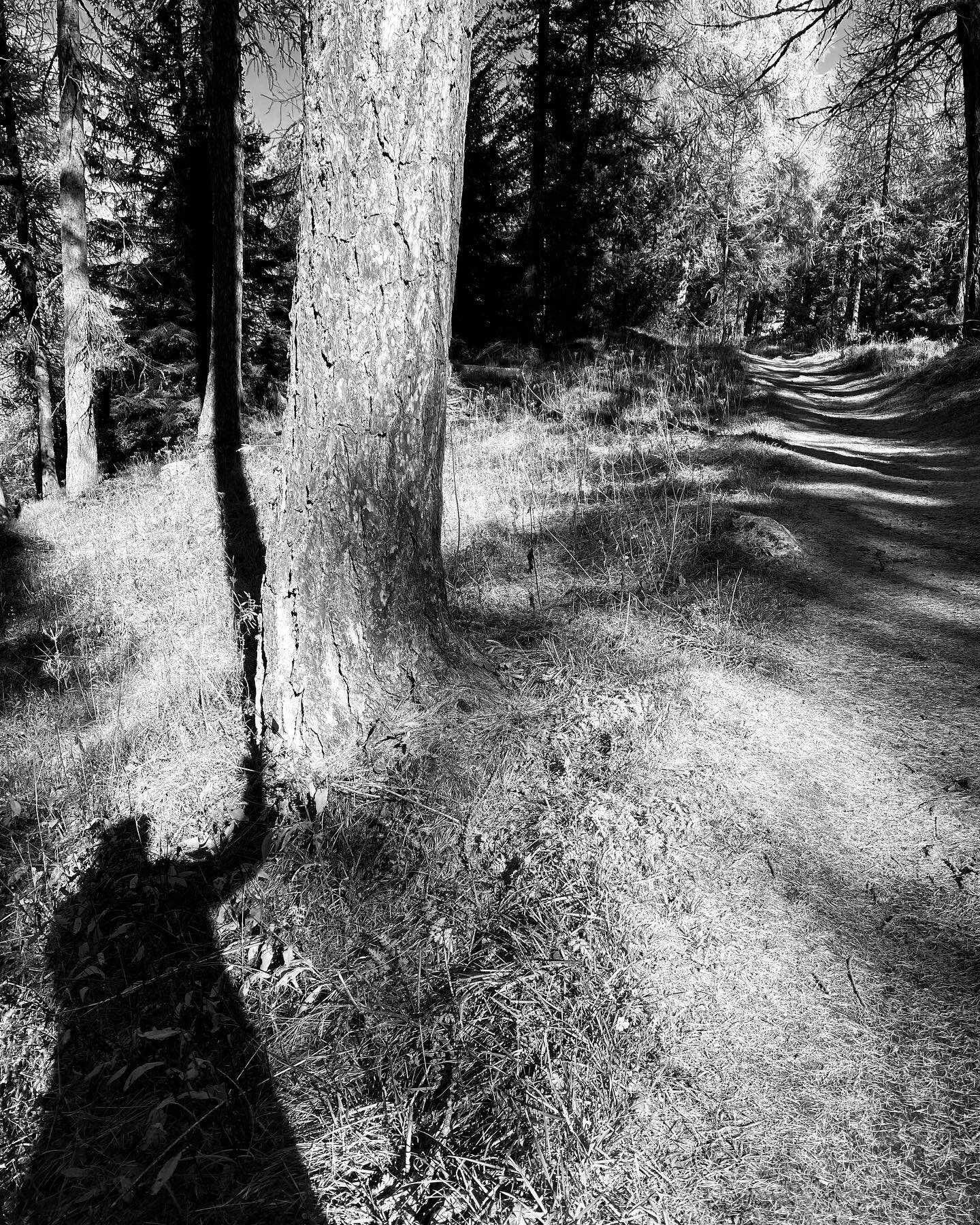 More of my Shadow Ghosts&hellip;

#dogwalk #inspirationalwalks #myghosts #shadowplay #lightplay #woods #silvaplana #engadin #pizjulier #piznair #switzerland #tombauerphotography #createurimages