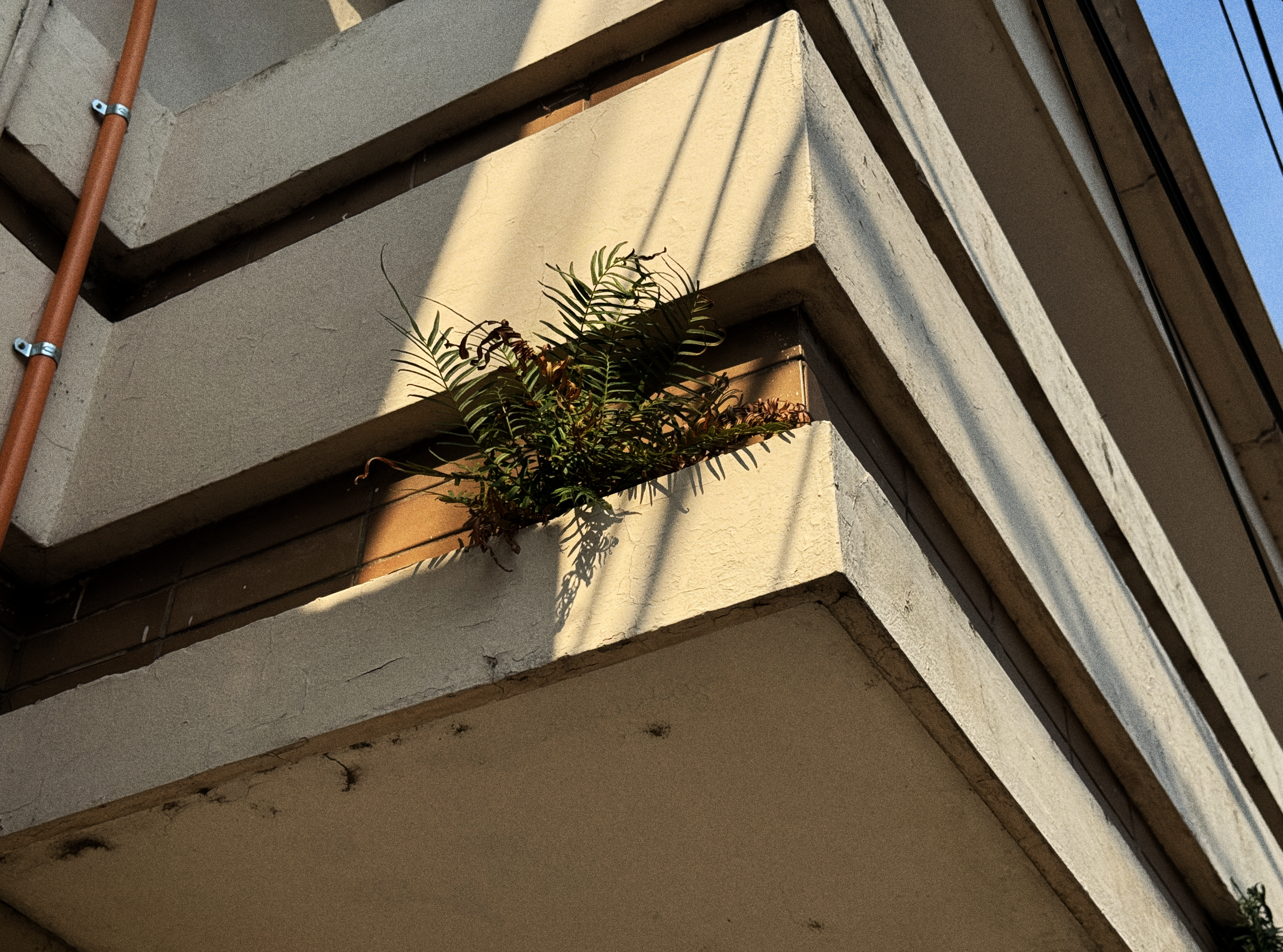 Impossible Plants
