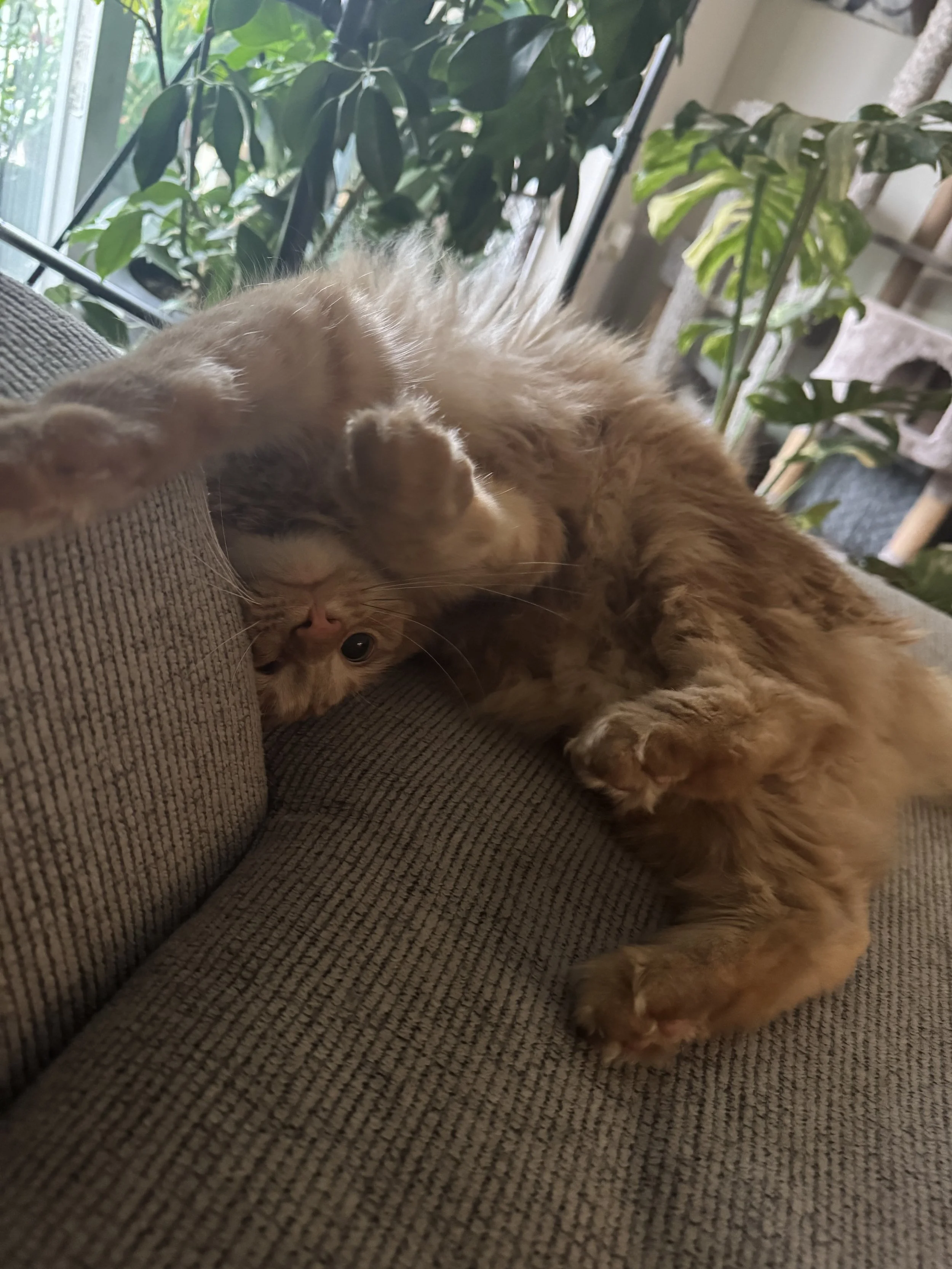 IMG_4339.jpeg