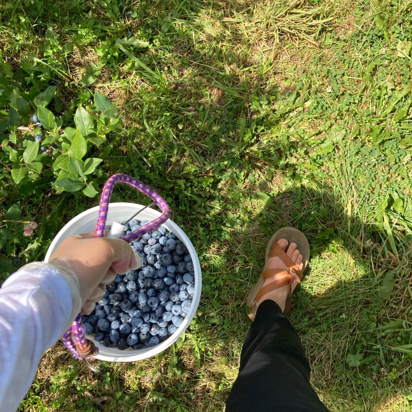 Grand Rapids SHOUT OUT!! 

My little Cali girl self just couldn't get enough of blueberry picking this summer. I found myself going every week getting at least 8lbs of it. 

Love this sweet state of Michigan that has fun sunny activities :) Sad to se