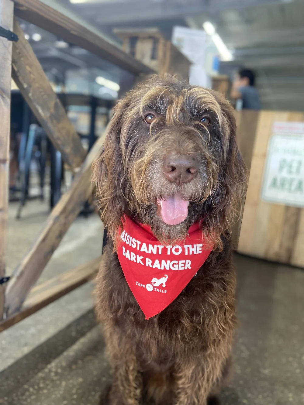 How Can I Register My Dog