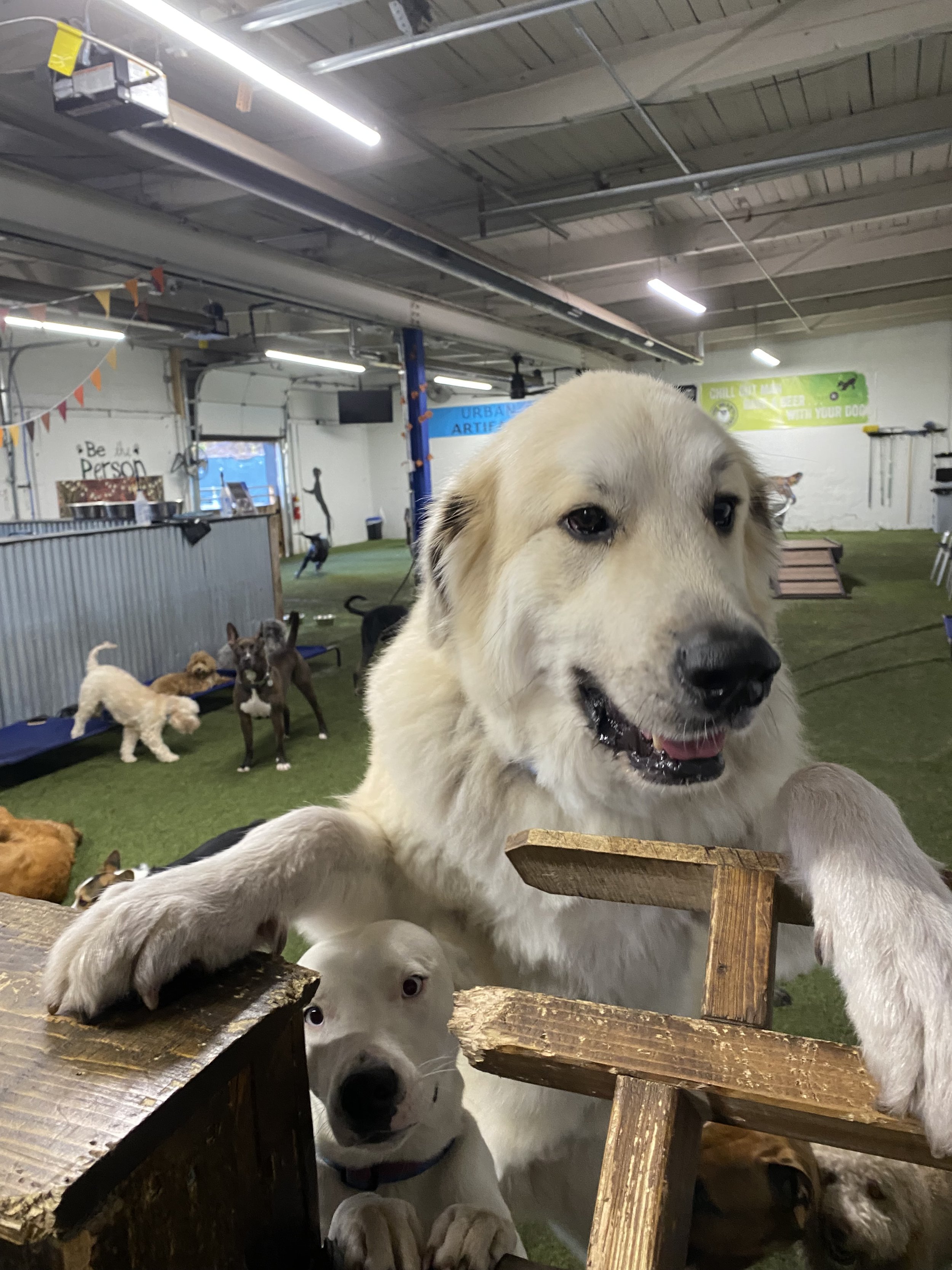 How Do You Register A Dog In Ohio