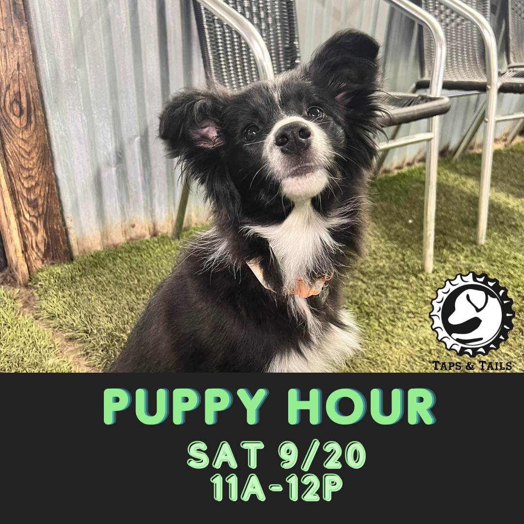Puppy Socialization Hour