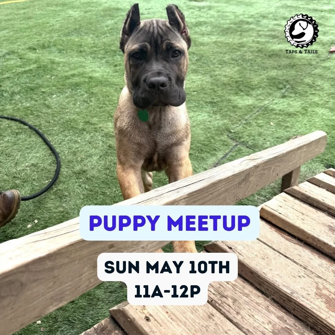 Puppy Meetup